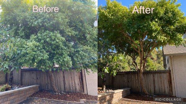 Before and after of a tree trimming