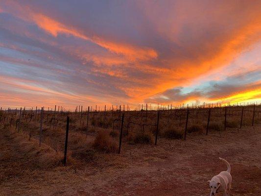 Hannah's Hill Vineyard