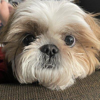 My anxious boy about 3 weeks after a cut.