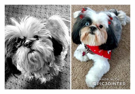 Cookie before her haircut & after