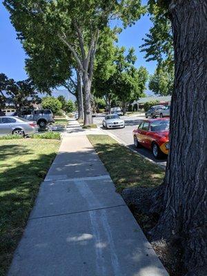 Tree cover street