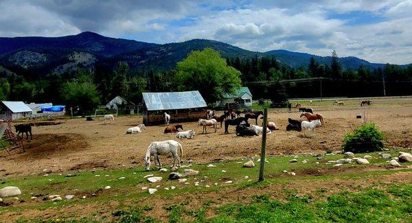 Lots of horses for big groups