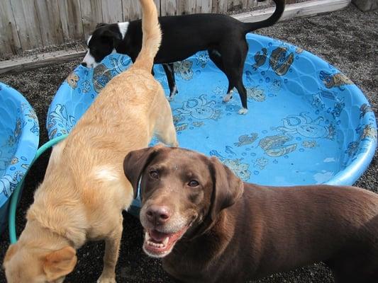 Dog Gone Happy dogs staying cool in the pool