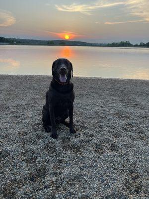 The Dog Park Beach