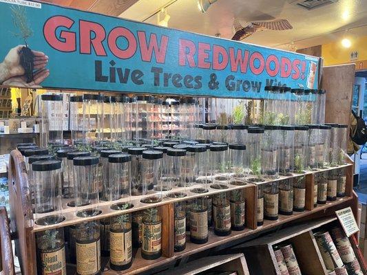 grow a redwood tree