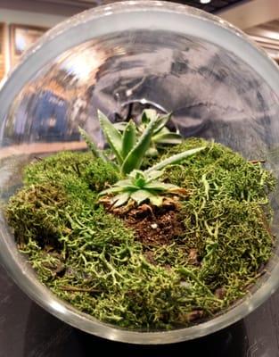 Terrarium, Lululemon Athletica