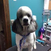 Marcel, one of our standard poodles, showing off his haircut.