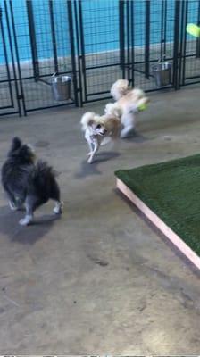 Pyper, Bailey and Sheshie are also enjoying a day in our cage-free Doggy Daycare area.