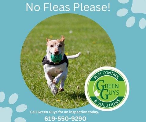 Green Guys Pest Control And Solutions