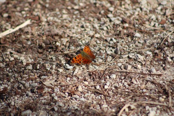 First butterfly of the season