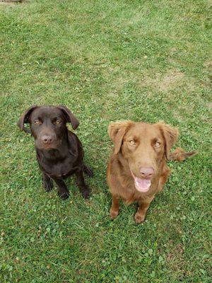 Bear & Moose, both Off Leash K9 Alumni