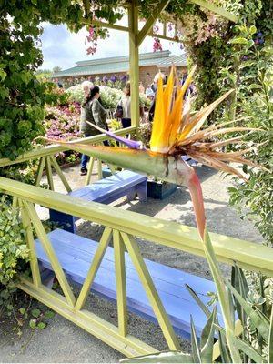 Flower display at Armstrong