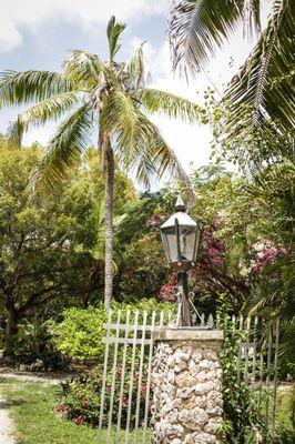 Lovely Old palms with Bouganvillia.