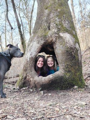 There's a hollow tree!