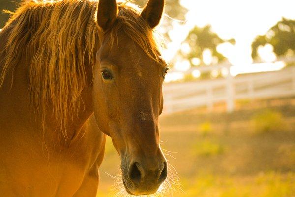 Known as Equine Therapy, Horses can provide help for  mental illnesses, Trauma and Addictions.  Share knowledge, you never know who needs it