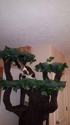 The biggest cat tree you have ever seen.