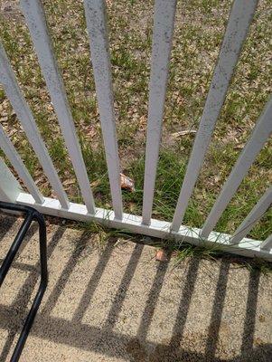 Mildew covered fence with a side of empty Cheetos bag. Don't forget the grass growing between the fence.