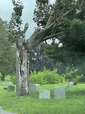 Dead tree waiting to topple