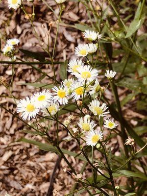 Asters