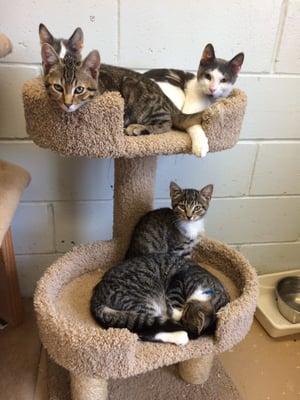 This cat tree is ripe with kittens,