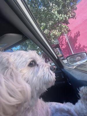 my dog infront of restaurant