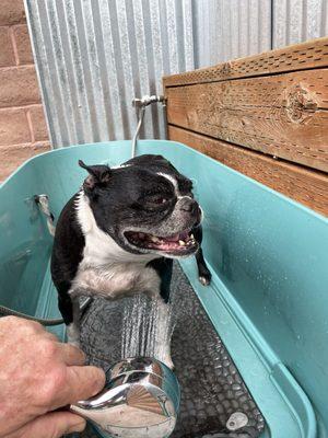 My dog enjoyed the cool water in the dog wash on this hot day.