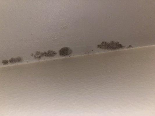 Mold on my bathroom ceiling