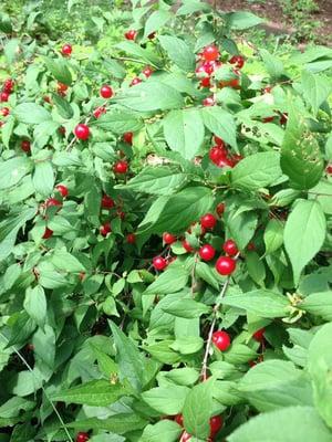 Bush cherry - produced 2 pints of cherries from 1 plant.