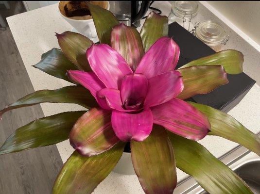 Neoregelia