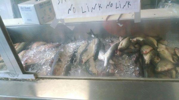 Fresh Fish!