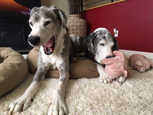 Vaben and Musha. Kathy has been their vet since they were puppies and now they are almost 10 and in amazing health.