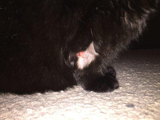 Shadow's paw injury after her routine dental cleaning with Dr. Rachel. The bandage and stiches came undone.