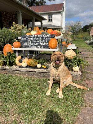 Welcome to our family farm, says our Lab, Finn.