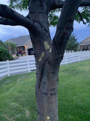 Scales my trees and bark from the tree was removed and damaged. This is one out of six trees with all six damaged.