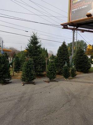 Christ Tree Lot opens November 19, 2020