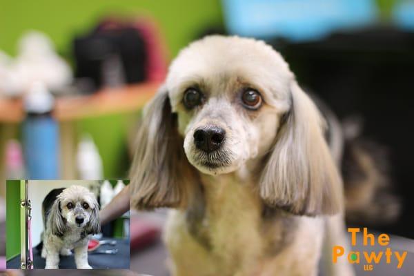 We always groom your dog the way you want you dog to be styled.