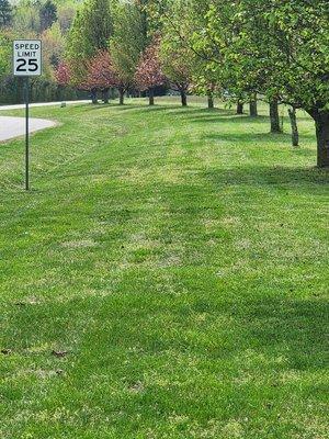 Main entrance landscaping