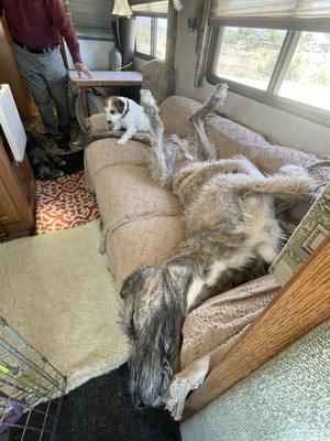 Irish wolfhounds going to dog shows and a Russell terrier