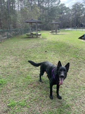 Gus in Dog Park