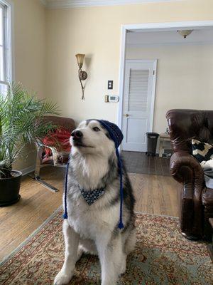 Nanuq after her groom