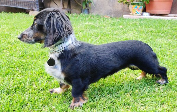 [Captain] Phasma - 05/2019 - (Miniature Dachshund)