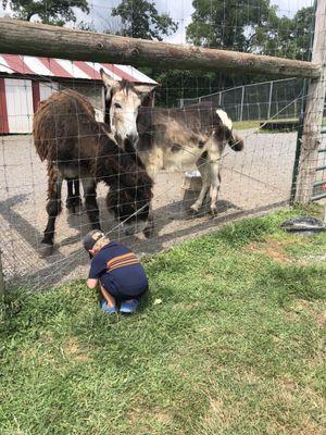 Feeding donkey