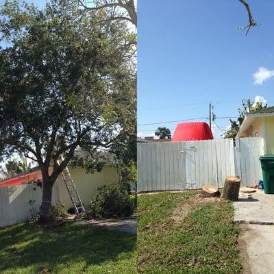 oak removal