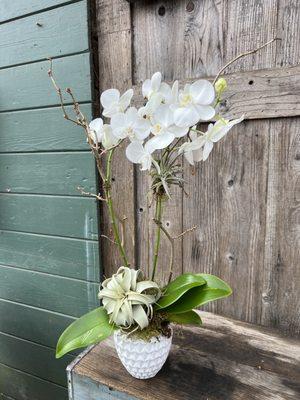 orchid planter.