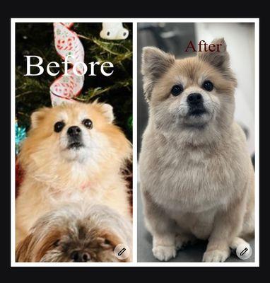 When a neglected Pomeranian comes to us for an extreme makeover !!!