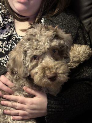 New puppy, our second dog from Stacey at Golden Xpress Labradoodles in Oregon.