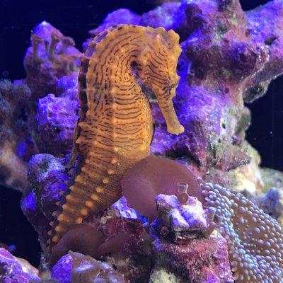 Seahorse in a reef tank.