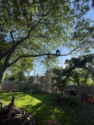 Antonio’s Tree Service