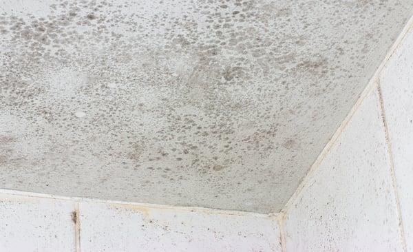 Mold Damage Insurance Claims