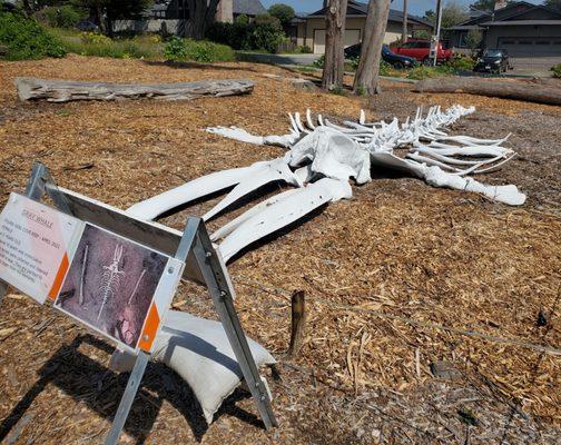 Gray whale bones